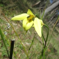 Diuris chryseopsis (Golden Moth) at Hall, ACT - 18 Sep 2022 by Christine