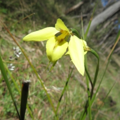 Diuris chryseopsis (Golden Moth) at Hall, ACT - 18 Sep 2022 by Christine