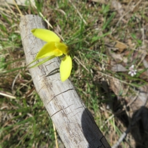 Diuris chryseopsis at Hall, ACT - suppressed