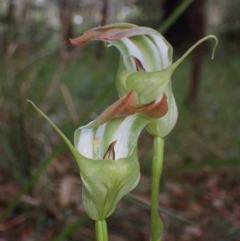 Pterostylis baptistii (King Greenhood) at Huskisson, NSW - 26 Sep 2022 by AnneG1