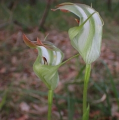 Pterostylis baptistii at Huskisson, NSW - 26 Sep 2022