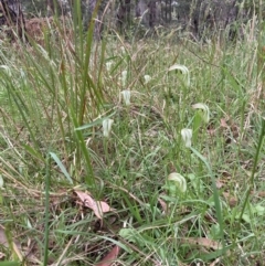 Pterostylis baptistii (King Greenhood) at Huskisson, NSW - 26 Sep 2022 by AnneG1