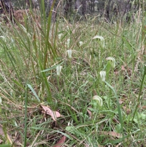 Pterostylis baptistii at Huskisson, NSW - 26 Sep 2022