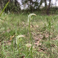 Pterostylis baptistii at Huskisson, NSW - 26 Sep 2022