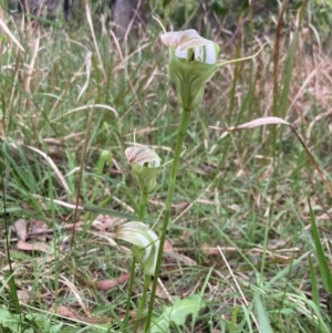 Pterostylis baptistii at Huskisson, NSW - 26 Sep 2022