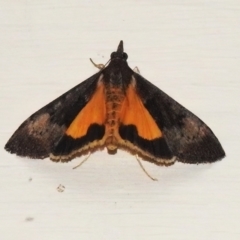 Uresiphita ornithopteralis (Tree Lucerne Moth) at Wanniassa, ACT - 26 Sep 2022 by JohnBundock