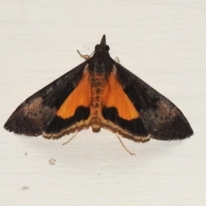 Uresiphita ornithopteralis at Wanniassa, ACT - 26 Sep 2022