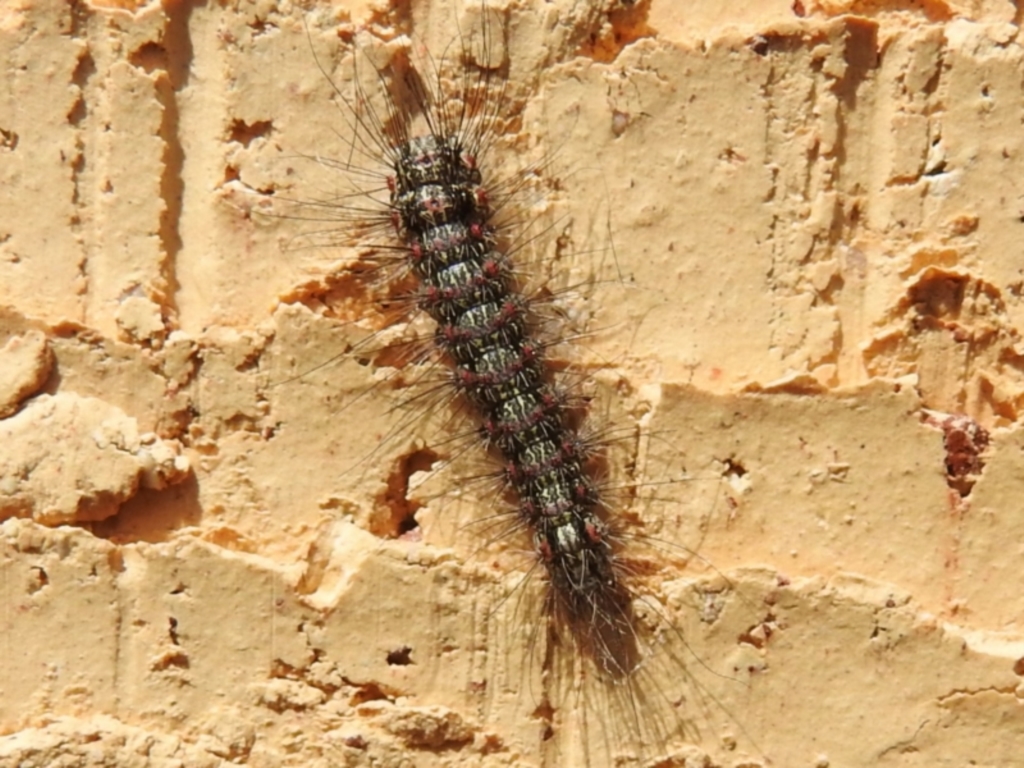 Anestia (genus) at Wanniassa, ACT - 26 Sep 2022