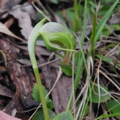 Pterostylis nutans (Nodding Greenhood) at Paddys River, ACT - 26 Sep 2022 by JohnBundock