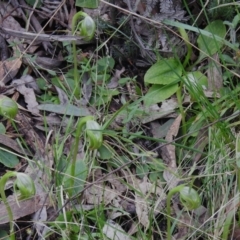 Pterostylis nutans at Paddys River, ACT - suppressed