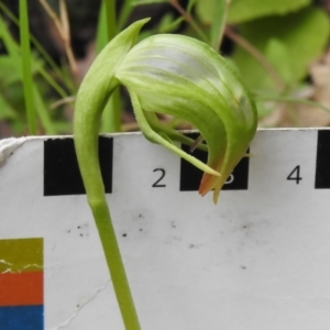 Pterostylis nutans at Paddys River, ACT - suppressed