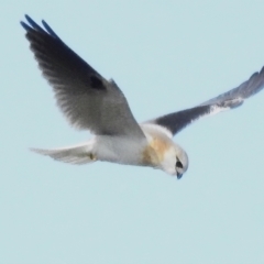 Elanus axillaris (Black-shouldered Kite) at Paddys River, ACT - 18 Sep 2022 by JohnBundock