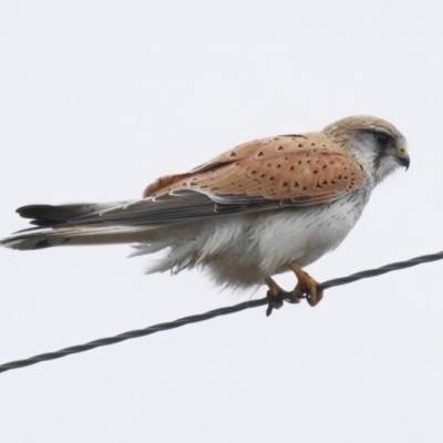 Falco cenchroides (Nankeen Kestrel) at Paddys River, ACT - 22 Sep 2022 by JohnBundock