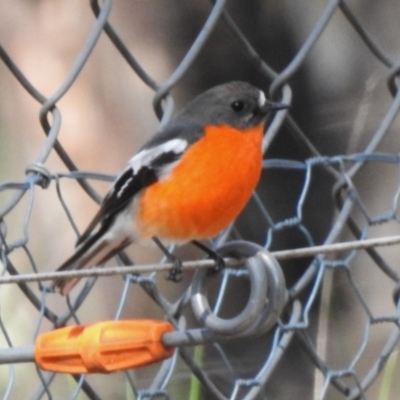 Petroica phoenicea (Flame Robin) at Tidbinbilla Nature Reserve - 18 Sep 2022 by JohnBundock