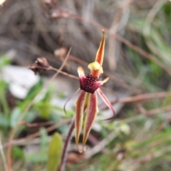 Caladenia actensis (Canberra Spider Orchid) at Mount Majura - 25 Sep 2022 by Liam.m