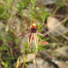 Caladenia actensis at suppressed - suppressed