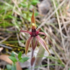 Caladenia actensis at suppressed - 25 Sep 2022