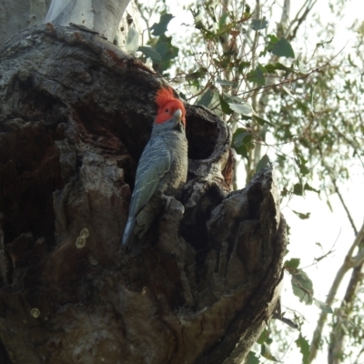 Callocephalon fimbriatum (Gang-gang Cockatoo) at Mount Majura - 25 Sep 2022 by Liam.m