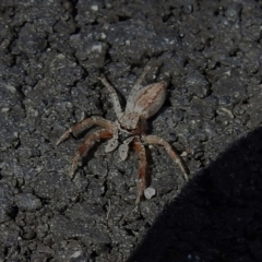 Helpis sp. (genus) (Unidentified Bronze Jumping Spider) at Tidbinbilla Nature Reserve - 18 Sep 2022 by JohnBundock