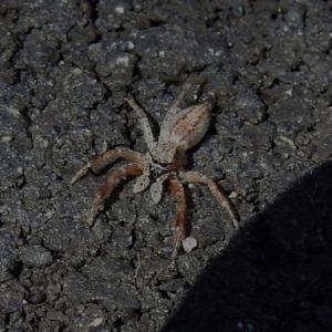 Helpis sp. (genus) at Paddys River, ACT - 18 Sep 2022