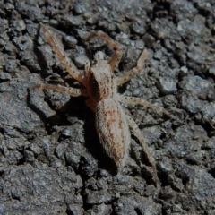 Helpis sp. (genus) at Paddys River, ACT - 18 Sep 2022