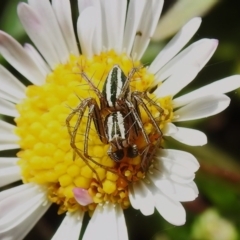 Oxyopes sp. (genus) (Lynx spider) at Wanniassa, ACT - 26 Sep 2022 by JohnBundock