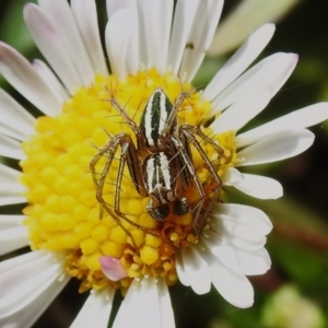 Oxyopes sp. (genus) at Wanniassa, ACT - 26 Sep 2022 11:58 AM