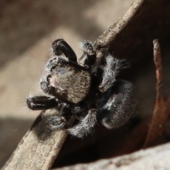 Euryattus bleekeri (Bleeker’s Jumping Spider) at Black Mountain - 14 Sep 2022 by amiessmacro