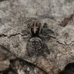 Unidentified Jumping & peacock spider (Salticidae) (TBC) at Bruce, ACT - 31 Aug 2022 by amiessmacro