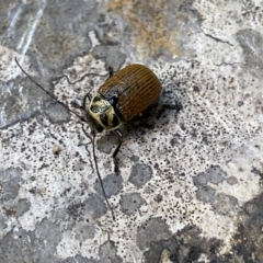 Cadmus (Cadmus) aurantiacus (Leaf beetle) at QPRC LGA - 25 Sep 2022 by Ned_Johnston