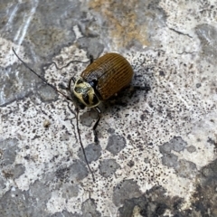 Cadmus (Cadmus) aurantiacus (Leaf beetle) at Deua National Park (CNM area) - 25 Sep 2022 by Ned_Johnston