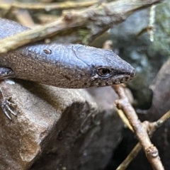 Saproscincus mustelinus (Weasel Skink) at Berlang, NSW - 25 Sep 2022 by Ned_Johnston