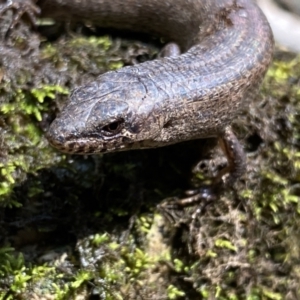 Saproscincus mustelinus at Berlang, NSW - 25 Sep 2022