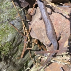 Saproscincus mustelinus at Berlang, NSW - 25 Sep 2022