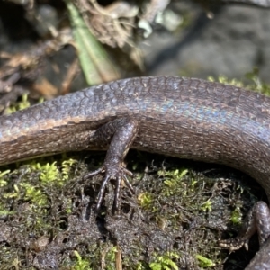 Saproscincus mustelinus at Berlang, NSW - 25 Sep 2022