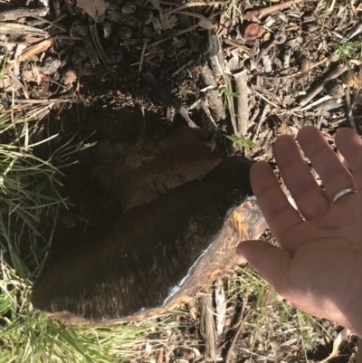 Phlebopus marginatus (Giant Bolete) at Hughes, ACT - 27 Sep 2022 by calyptorhynchus