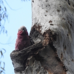 Eolophus roseicapilla (Galah) at GG26 - 27 Sep 2022 by HelenCross