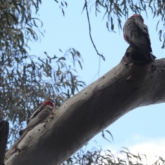 Eolophus roseicapilla at Acton, ACT - 27 Sep 2022