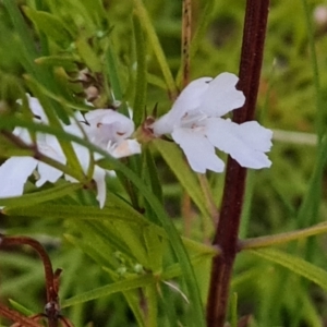 Westringia eremicola at Isaacs, ACT - 27 Sep 2022