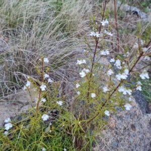 Westringia eremicola at Isaacs, ACT - 27 Sep 2022