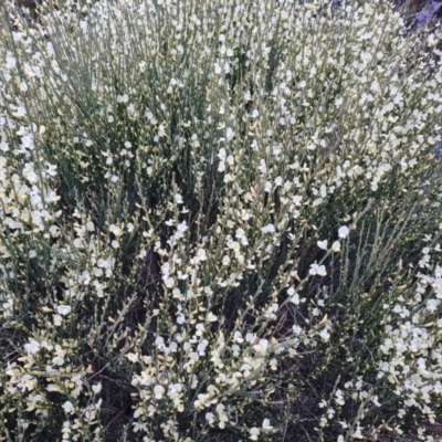 Cytisus scoparius subsp. scoparius (Scotch Broom, Broom, English Broom) at Isaacs, ACT - 27 Sep 2022 by Mike