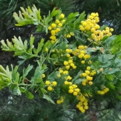 Acacia baileyana x Acacia decurrens (Cootamundra Wattle x Green Wattle (Hybrid)) at Isaacs, ACT - 27 Sep 2022 by Mike