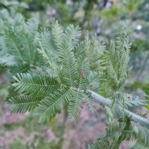 Acacia baileyana x Acacia decurrens at Isaacs, ACT - 27 Sep 2022