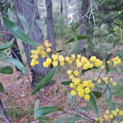 Acacia pycnantha (Golden Wattle) at Isaacs, ACT - 27 Sep 2022 by Mike