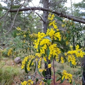 Acacia pycnantha at Isaacs, ACT - 27 Sep 2022