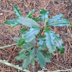Pittosporum undulatum (Sweet Pittosporum) at Isaacs Ridge - 27 Sep 2022 by Mike