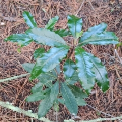 Pittosporum undulatum (sweet pittosporum) at Isaacs, ACT - 27 Sep 2022 by Mike