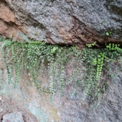 Asplenium flabellifolium (Necklace Fern) at Isaacs, ACT - 27 Sep 2022 by Mike