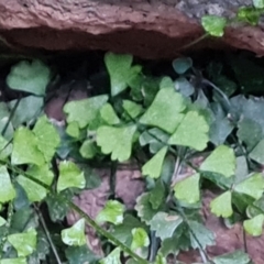 Asplenium flabellifolium at Isaacs, ACT - 27 Sep 2022 04:27 PM