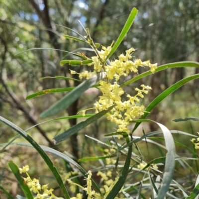 Acacia floribunda (White Sally Wattle, Gossamer Wattle) at Isaacs Ridge - 27 Sep 2022 by Mike
